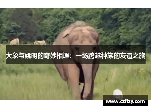大象与姚明的奇妙相遇：一场跨越种族的友谊之旅